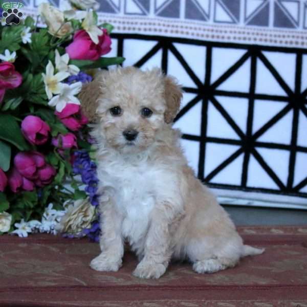 Karla, Miniature Poodle Puppy