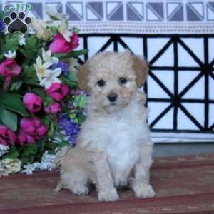 Karla, Miniature Poodle Puppy