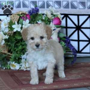 Karla, Miniature Poodle Puppy