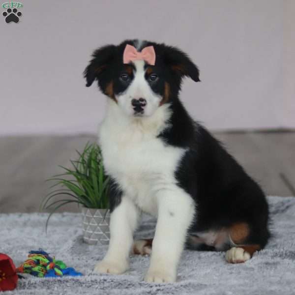 Karla, Australian Shepherd Puppy