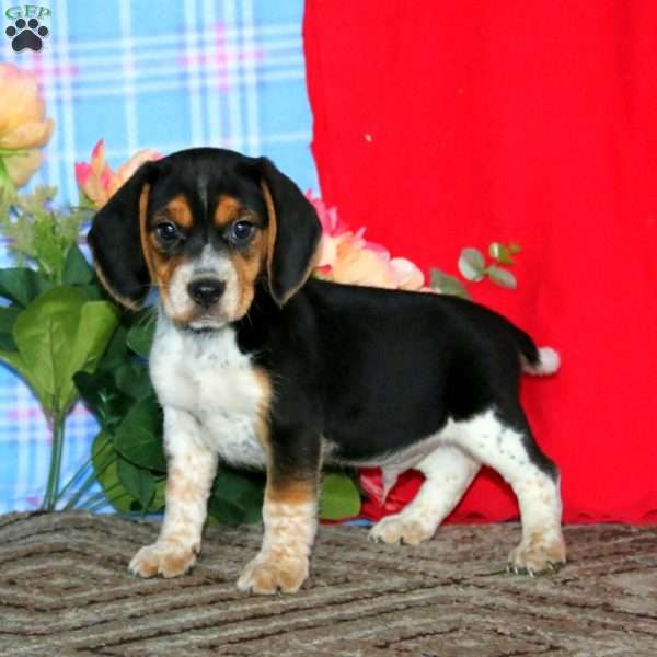 Karson, Beagle Puppy