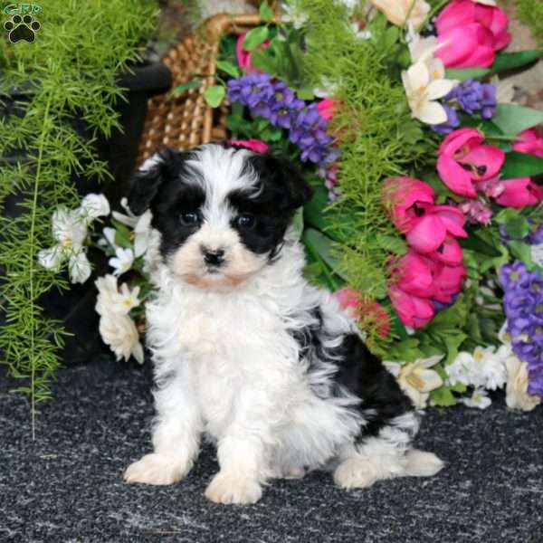 Karson, Havapoo Puppy