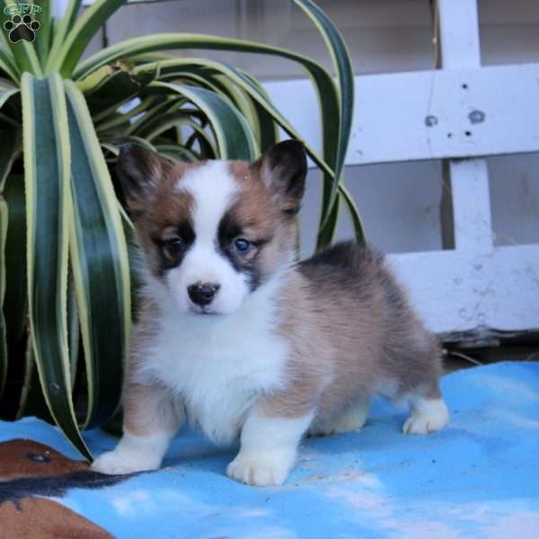 Karson, Pembroke Welsh Corgi Puppy