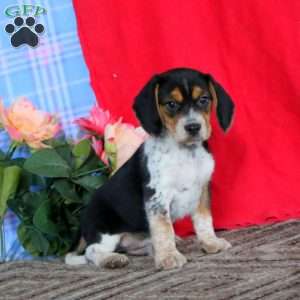 Karson, Beagle Puppy