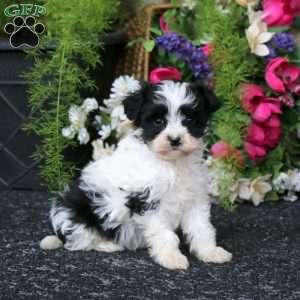 Karson, Havapoo Puppy