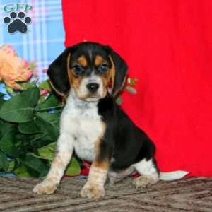 Karson, Beagle Puppy