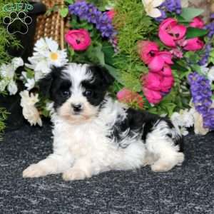 Karson, Havapoo Puppy