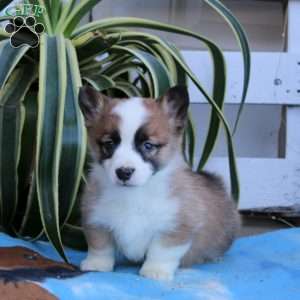 Karson, Pembroke Welsh Corgi Puppy