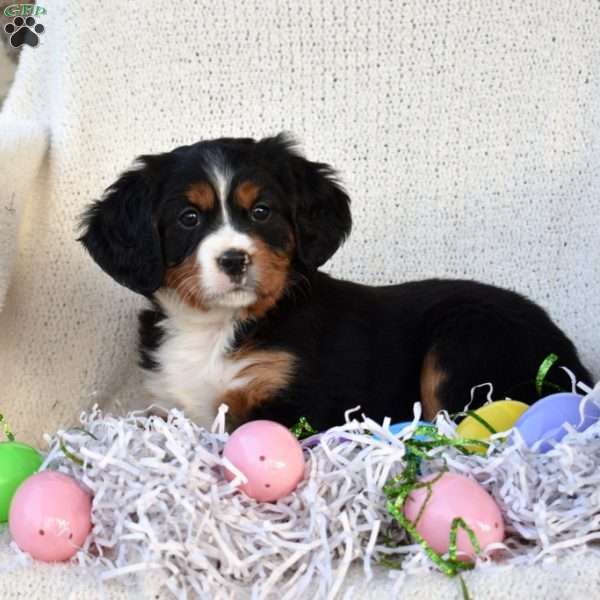 Karter, Miniature Bernese Mountain Dog Puppy