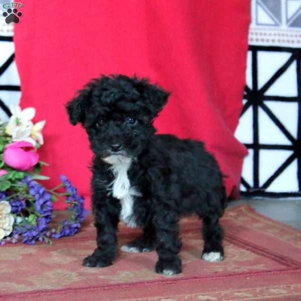 Karter, Miniature Poodle Puppy