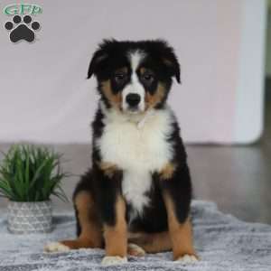 Kate, Australian Shepherd Puppy