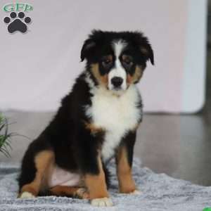 Kate, Australian Shepherd Puppy