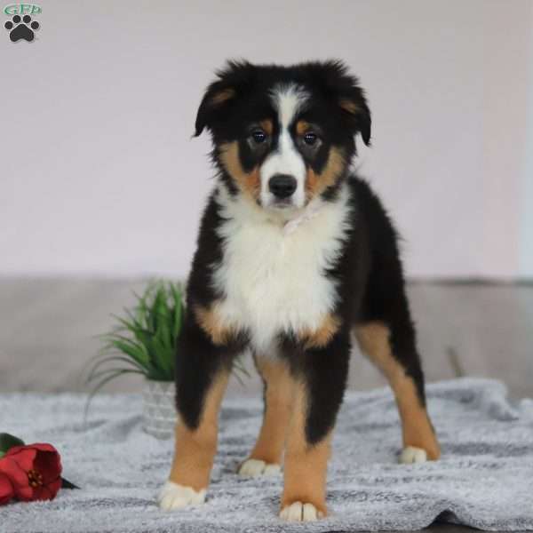 Kate, Australian Shepherd Puppy