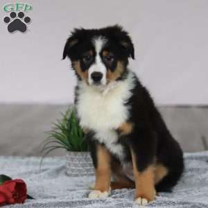 Kate, Australian Shepherd Puppy