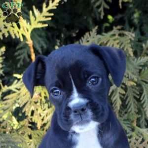 Katie, Boxer Puppy