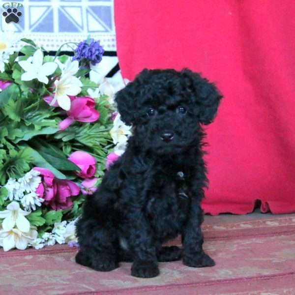 Kayden, Miniature Poodle Puppy