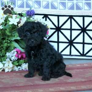 Kayden, Miniature Poodle Puppy