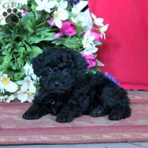 Kayden, Miniature Poodle Puppy