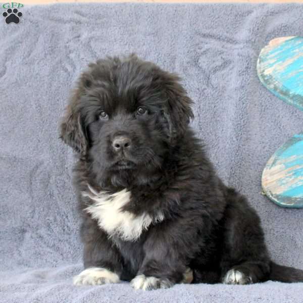 Kayla, Newfoundland Puppy