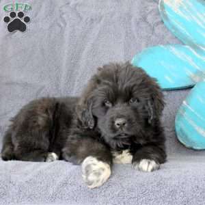 Kayla, Newfoundland Puppy