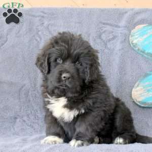 Kayla, Newfoundland Puppy