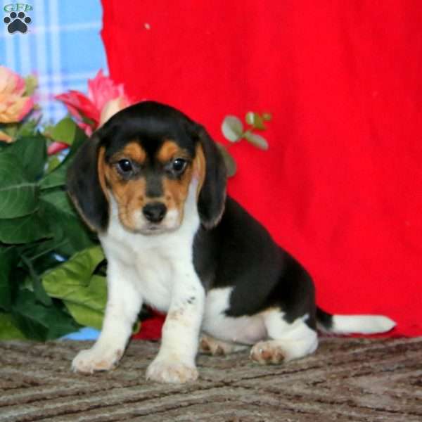 Kayla, Beagle Puppy