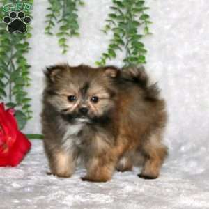 Kayla, Pomeranian Puppy