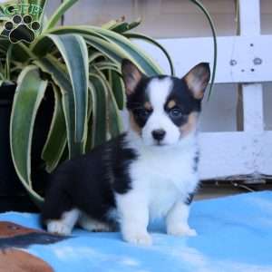 Kayla, Pembroke Welsh Corgi Puppy