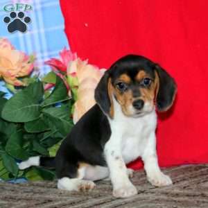Kayla, Beagle Puppy