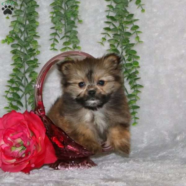 Kayla, Pomeranian Puppy