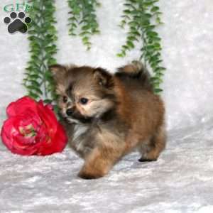 Kayla, Pomeranian Puppy