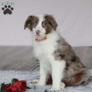 Kaylee, Australian Shepherd Puppy