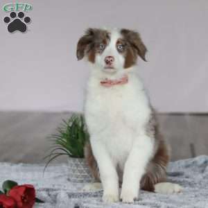Kaylee, Australian Shepherd Puppy