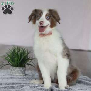 Kaylee, Australian Shepherd Puppy