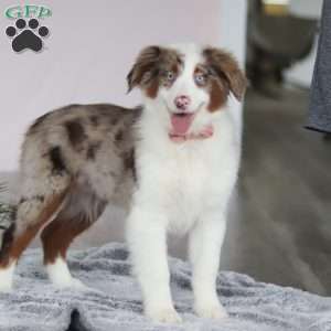 Kaylee, Australian Shepherd Puppy
