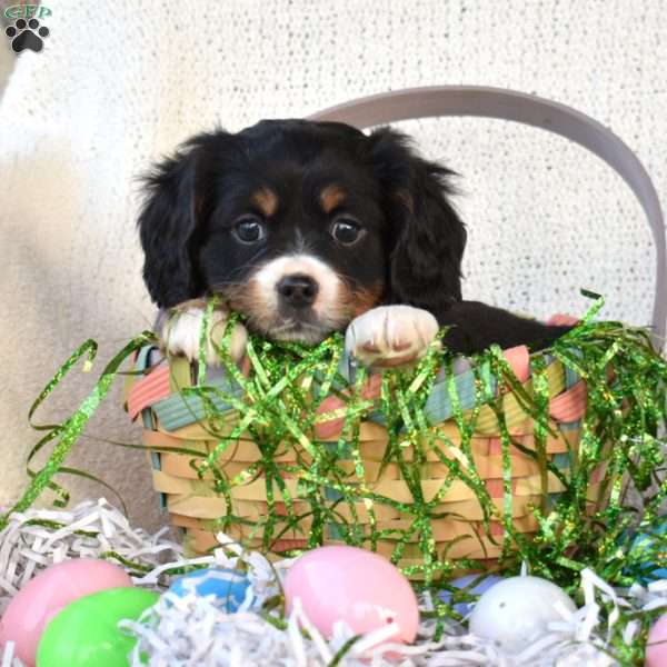 Kaylee, Miniature Bernese Mountain Dog Puppy