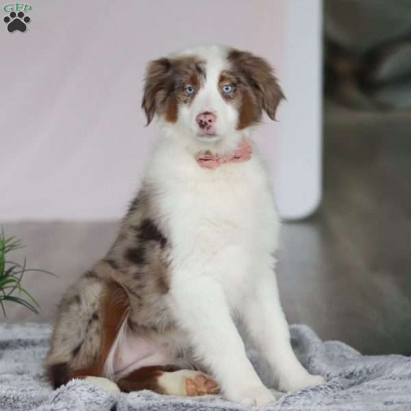 Kaylee, Australian Shepherd Puppy