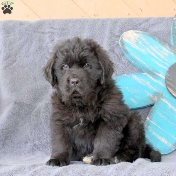 Keith, Newfoundland Puppy