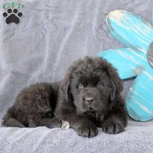 Keith, Newfoundland Puppy