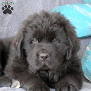 Keith, Newfoundland Puppy
