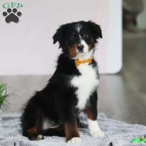 Kelly, Australian Shepherd Puppy