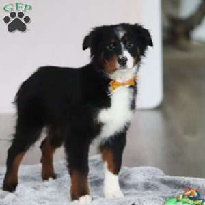 Kelly, Australian Shepherd Puppy