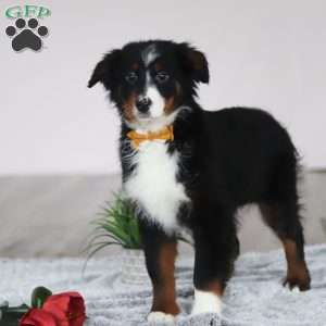 Kelly, Australian Shepherd Puppy