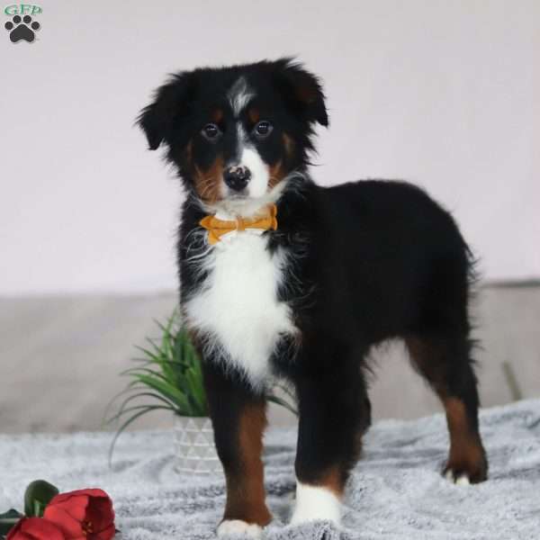 Kelly, Australian Shepherd Puppy