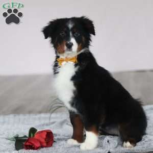 Kelly, Australian Shepherd Puppy