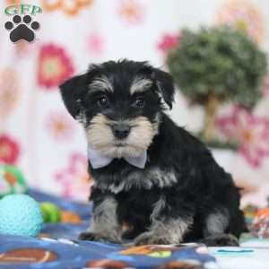 Kenan, Miniature Schnauzer Puppy