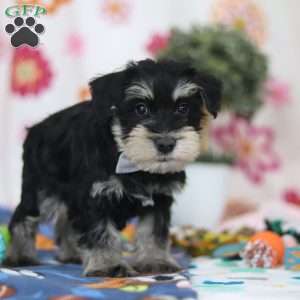 Kenan, Miniature Schnauzer Puppy