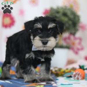 Kenan, Miniature Schnauzer Puppy