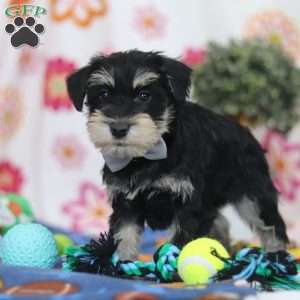 Kenan, Miniature Schnauzer Puppy