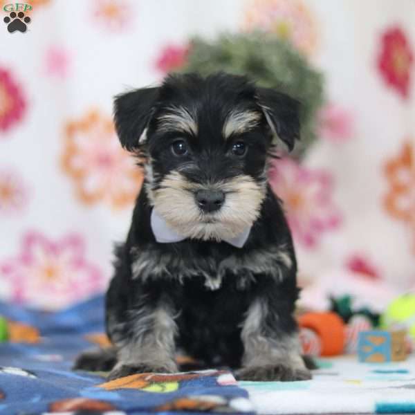 Kenan, Miniature Schnauzer Puppy